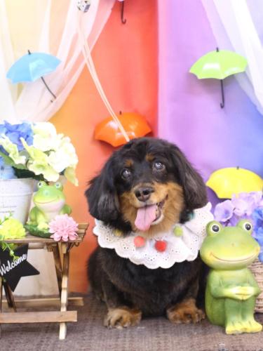 20230607ショコラちゃん